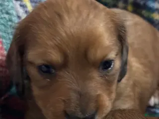 Dachshund dogs Red dapple little girl - Ad 30