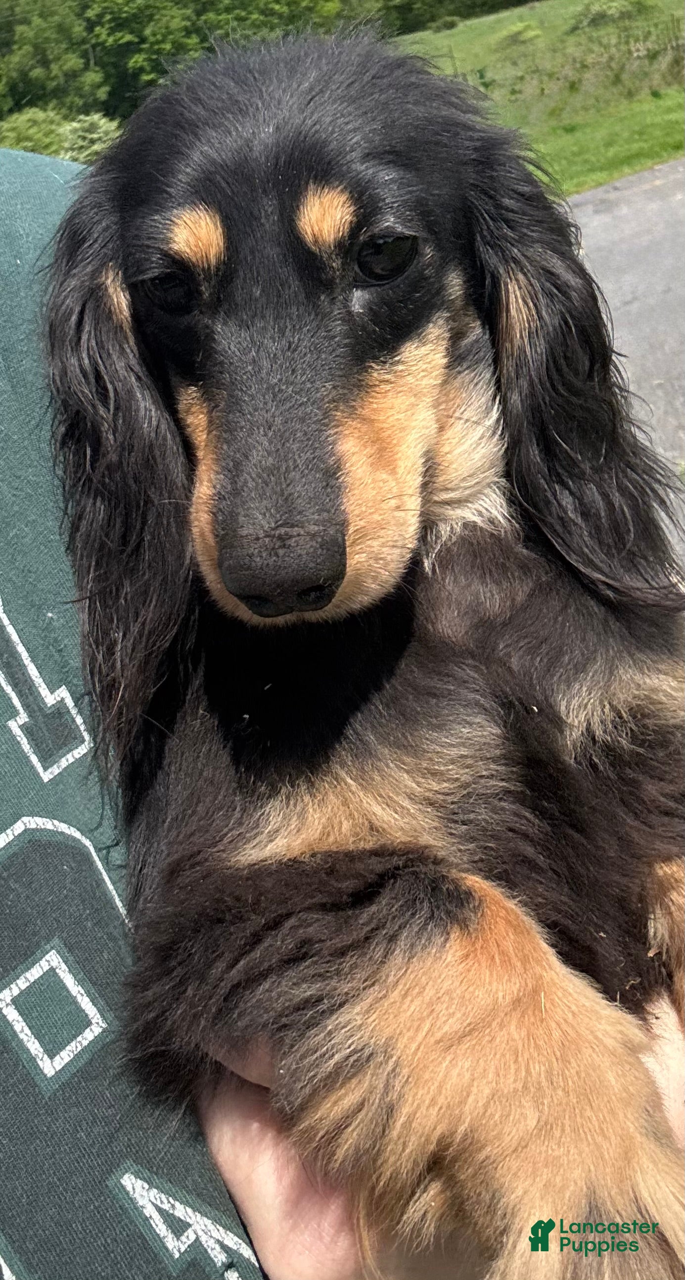 Miniature Dachshund dogs Spayed female - Ad 39
