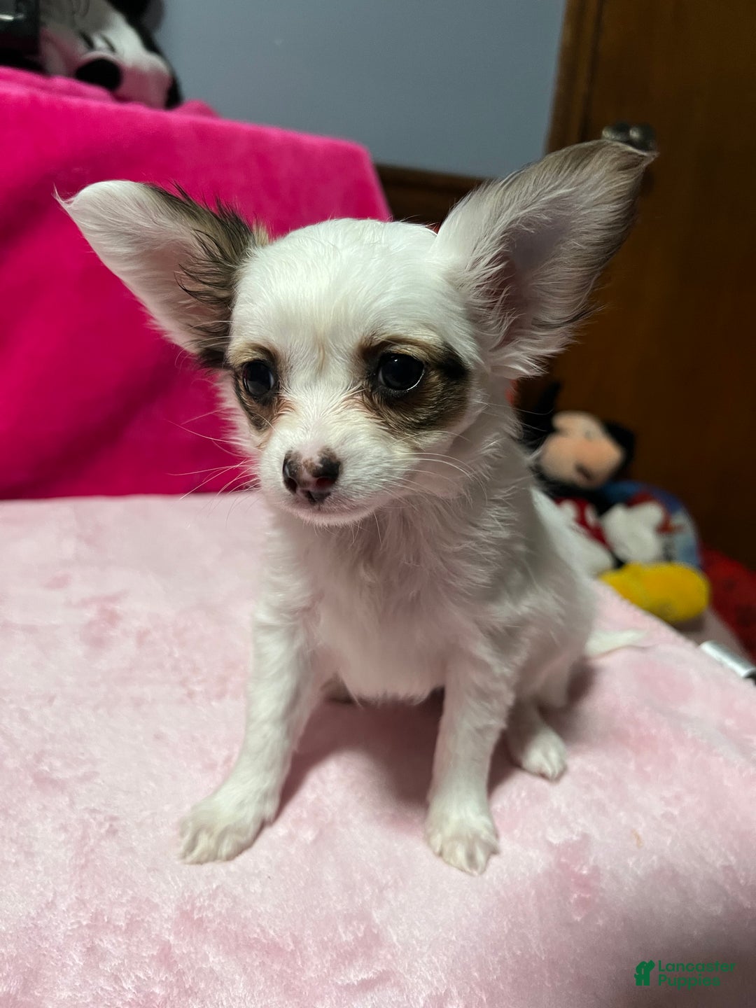 Papillon dogs for sale: Brandy - Ad 4
