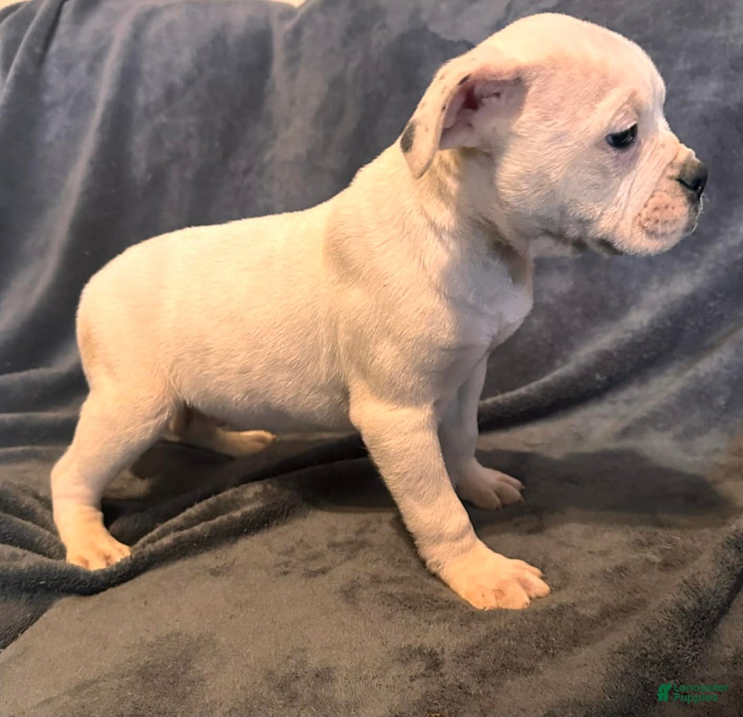 Alapaha Blue Blood Bulldog dogs for sale: Alapaha Blue Blood Bulldog Puppy 1 - Ad 2