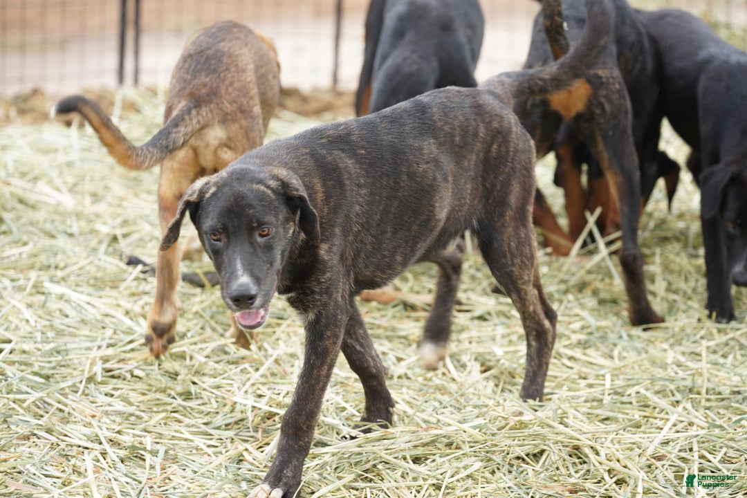 Mixed Breed dogs for sale: Bear Tiscar Farm Dog - Ad 6