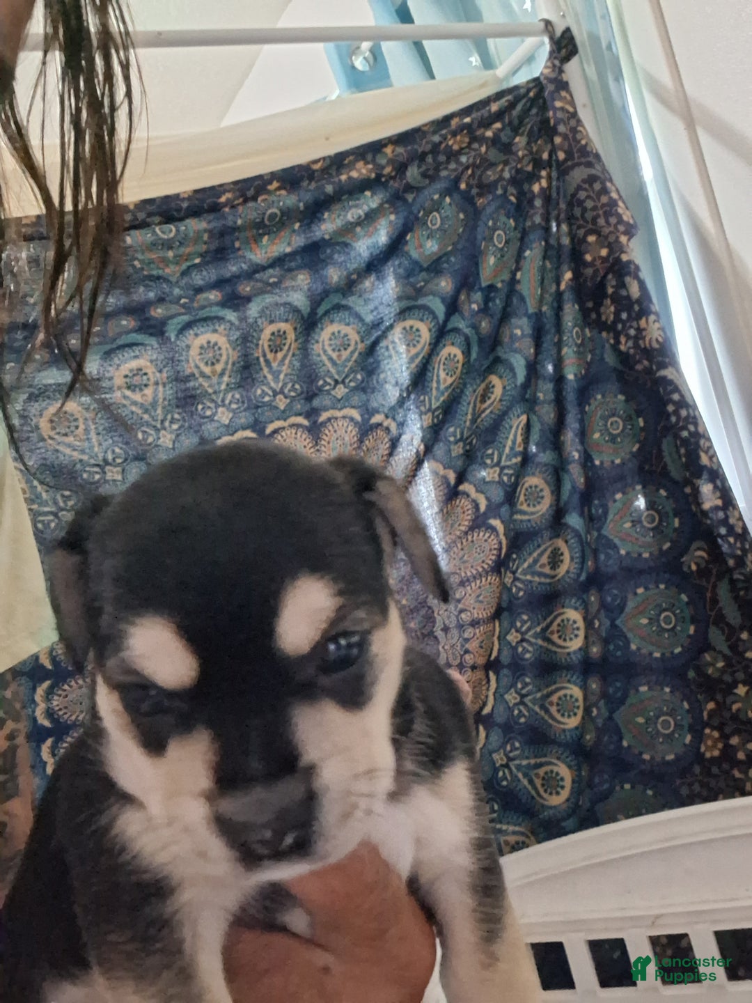 Mixed Breed dogs for sale: Mixed Breed Puppy 1 - Ad 2