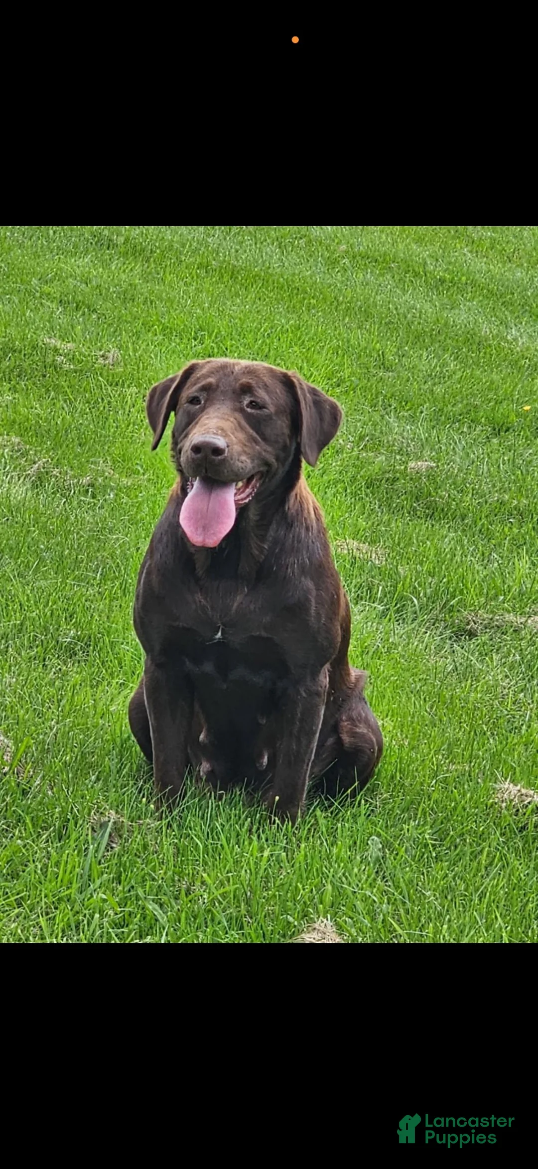 Labrador Retriever dogs for sale: Gray collar - Ad 2