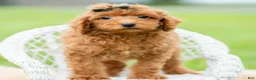 Toy Poodle dogs for sale: Roku AKC - Ad 3