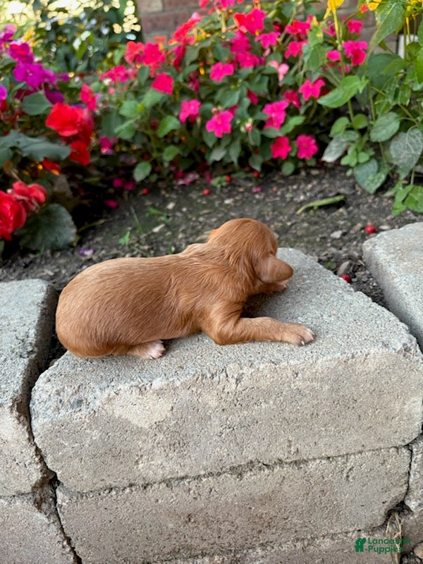 Cavapoo dogs Girl 3 - Ad 2