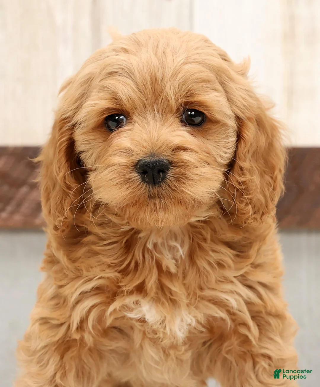 Cockapoo dogs for sale: Harold - Ad 9