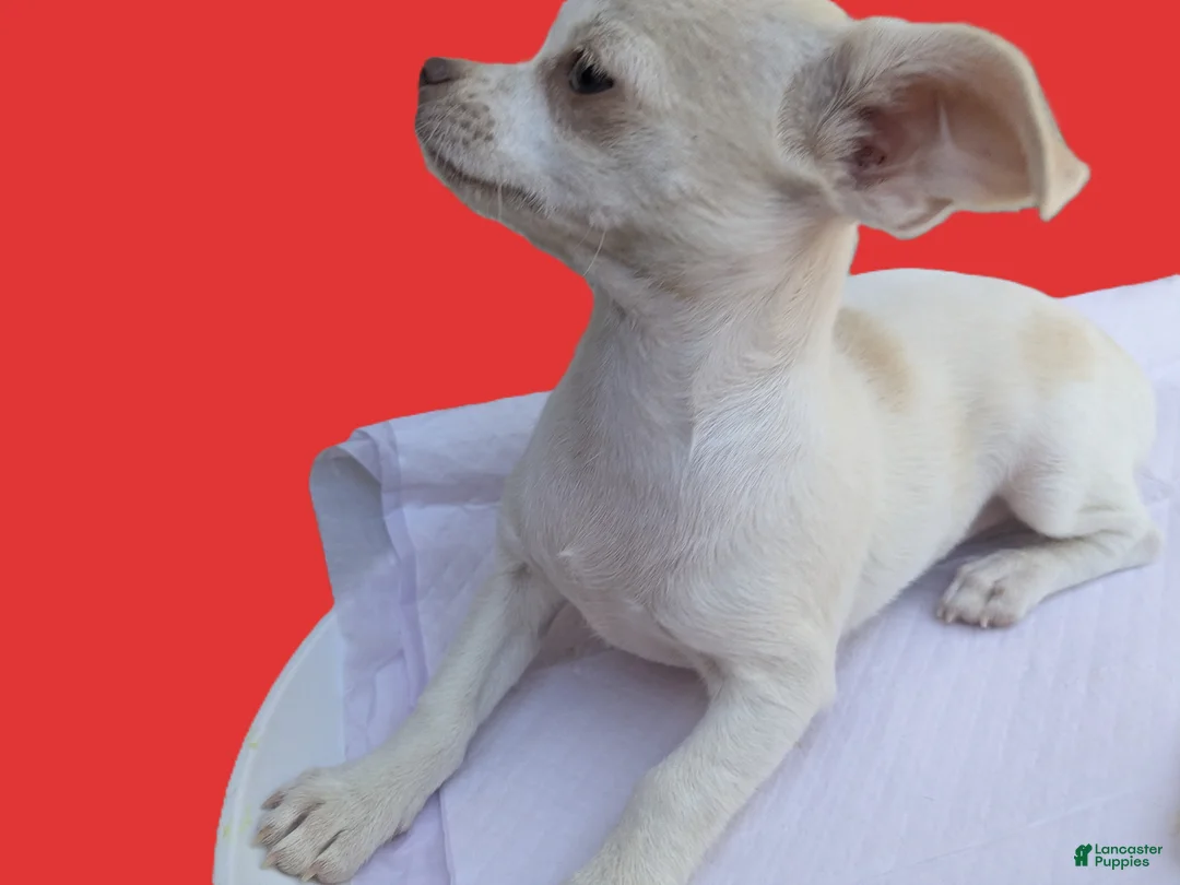 Chihuahua dogs for sale: Full AKC Snow White  - Ad 5