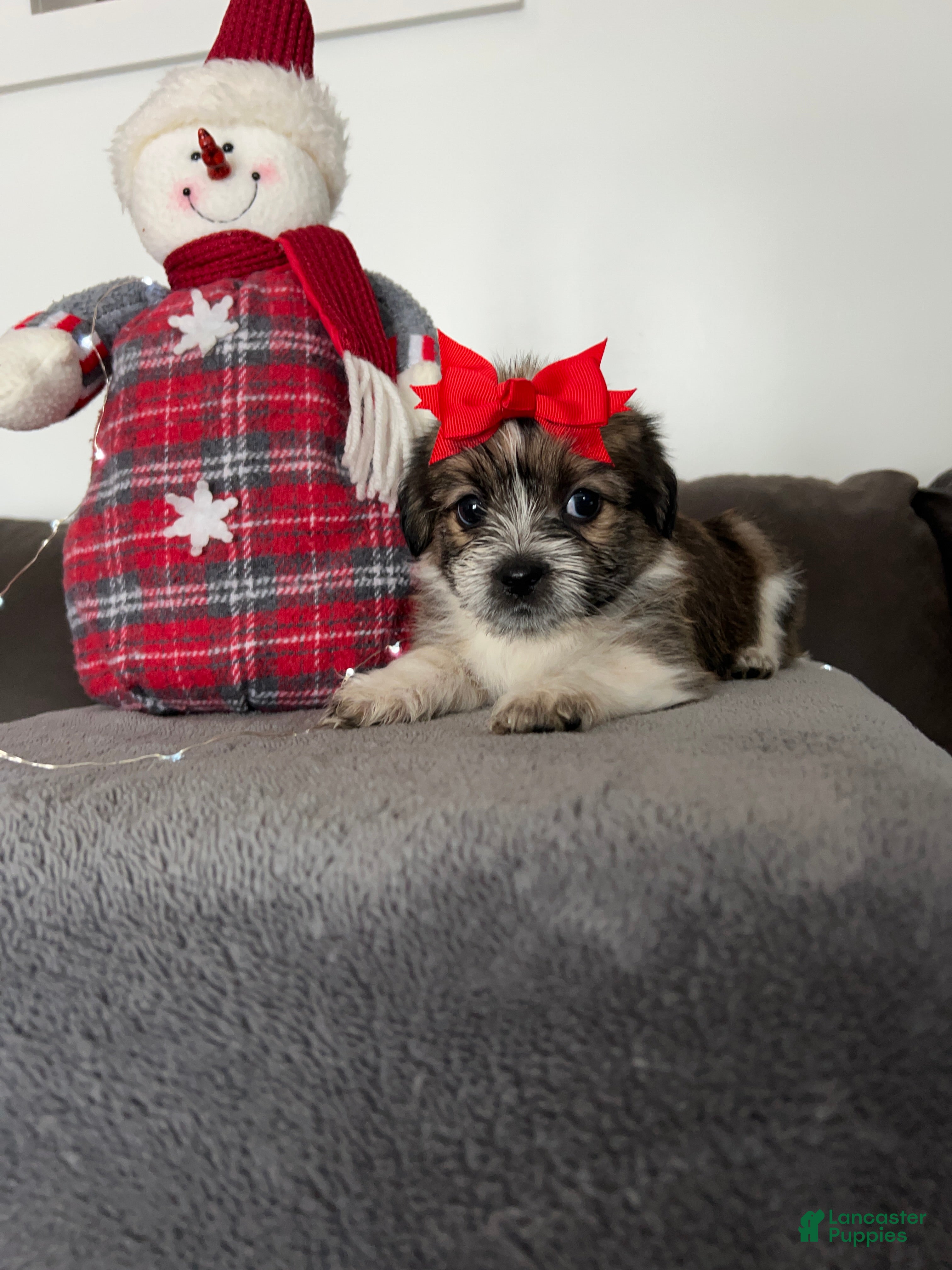 Mixed Breed dogs Holly - Ad 12