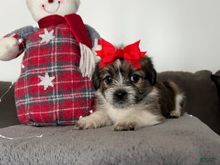 Mixed Breed dogs Holly - Ad 12