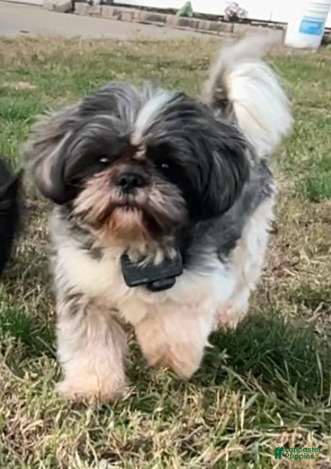 Shih Tzu dogs for sale: Shih Tzu Puppy 2 - Ad 3