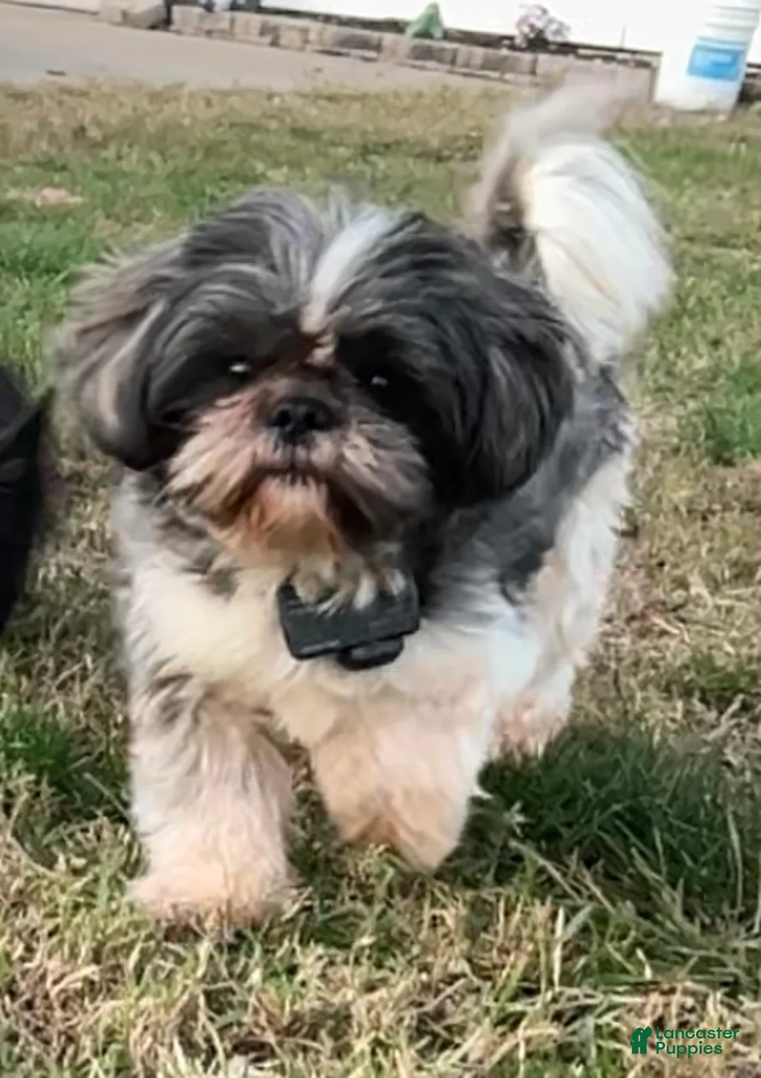 Shih Tzu dogs for sale: Shih Tzu Puppy 1 - Ad 3