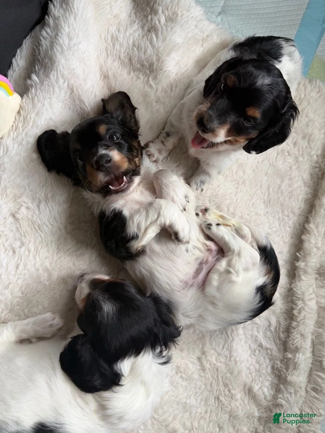 Miniature Dachshund dogs for sale: Miniature Dachshund 1 - Ad 7