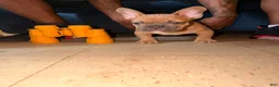 French Bulldog dogs for sale: French Bulldog 1 - Ad 7
