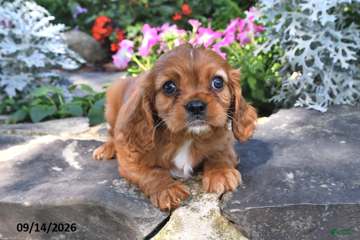 Cavalier King Charles Spaniel dogs Prince Charles  - Ad 2