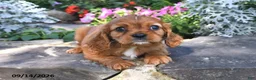 Cavalier King Charles Spaniel dogs for sale: Prince Charles  - Ad 2