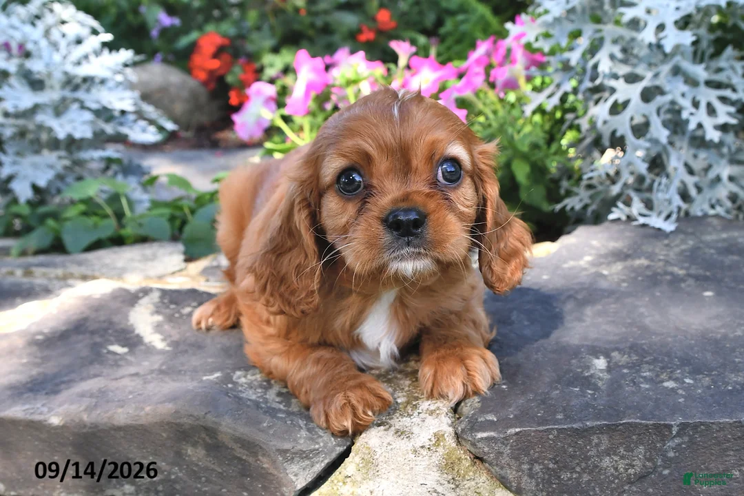 Cavalier King Charles Spaniel dogs for sale: Prince Charles  - Ad 2