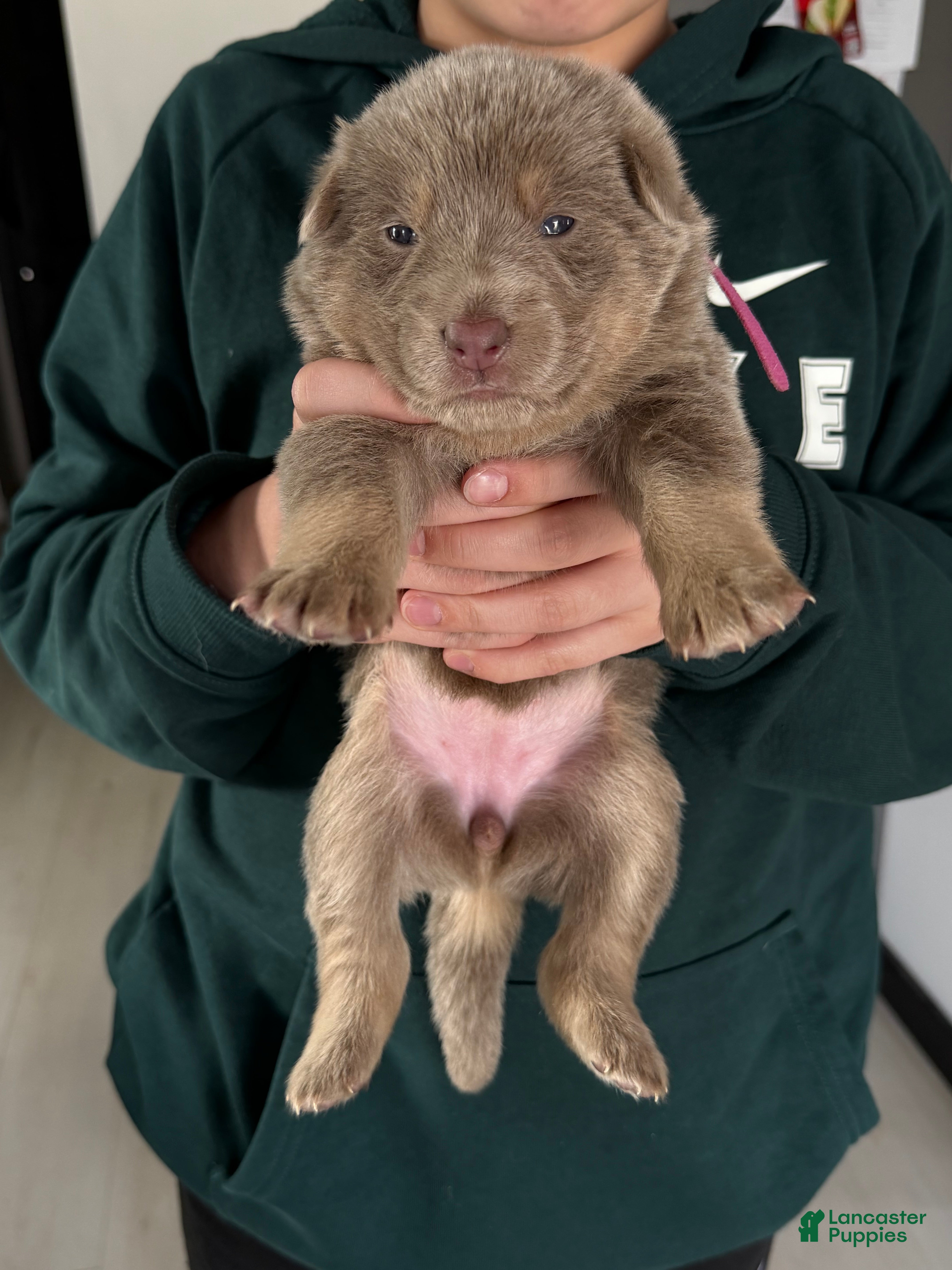 German Shepherd dogs for sale: German Shepherd Puppy 7 - Ad 3