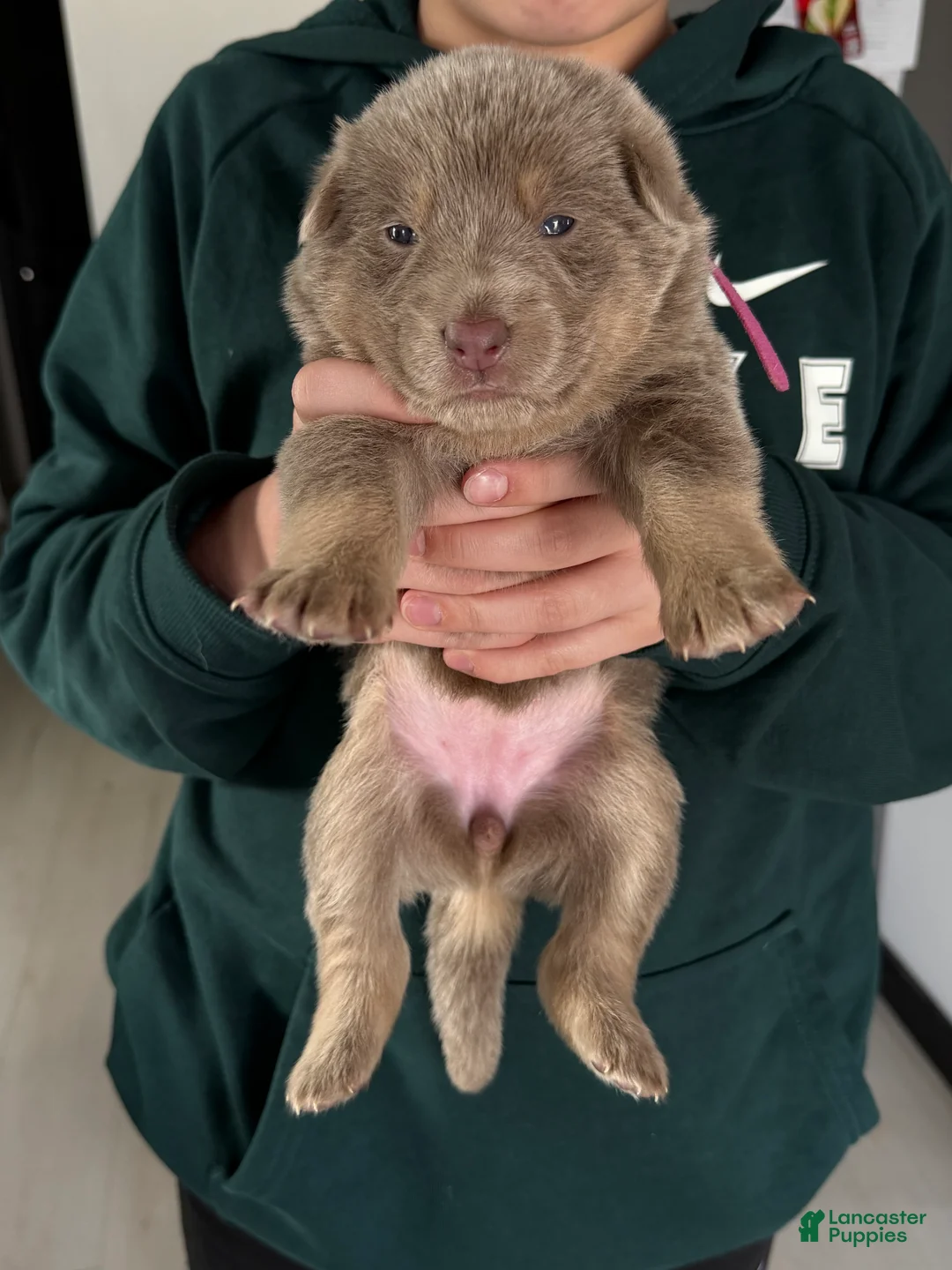 German Shepherd dogs for sale: German Shepherd Puppy 7 - Ad 1