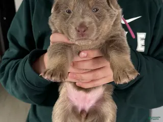 German Shepherd dogs for sale: German Shepherd Puppy 7 - Ad 3