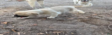 Anatolian Shepherd Puppy 4