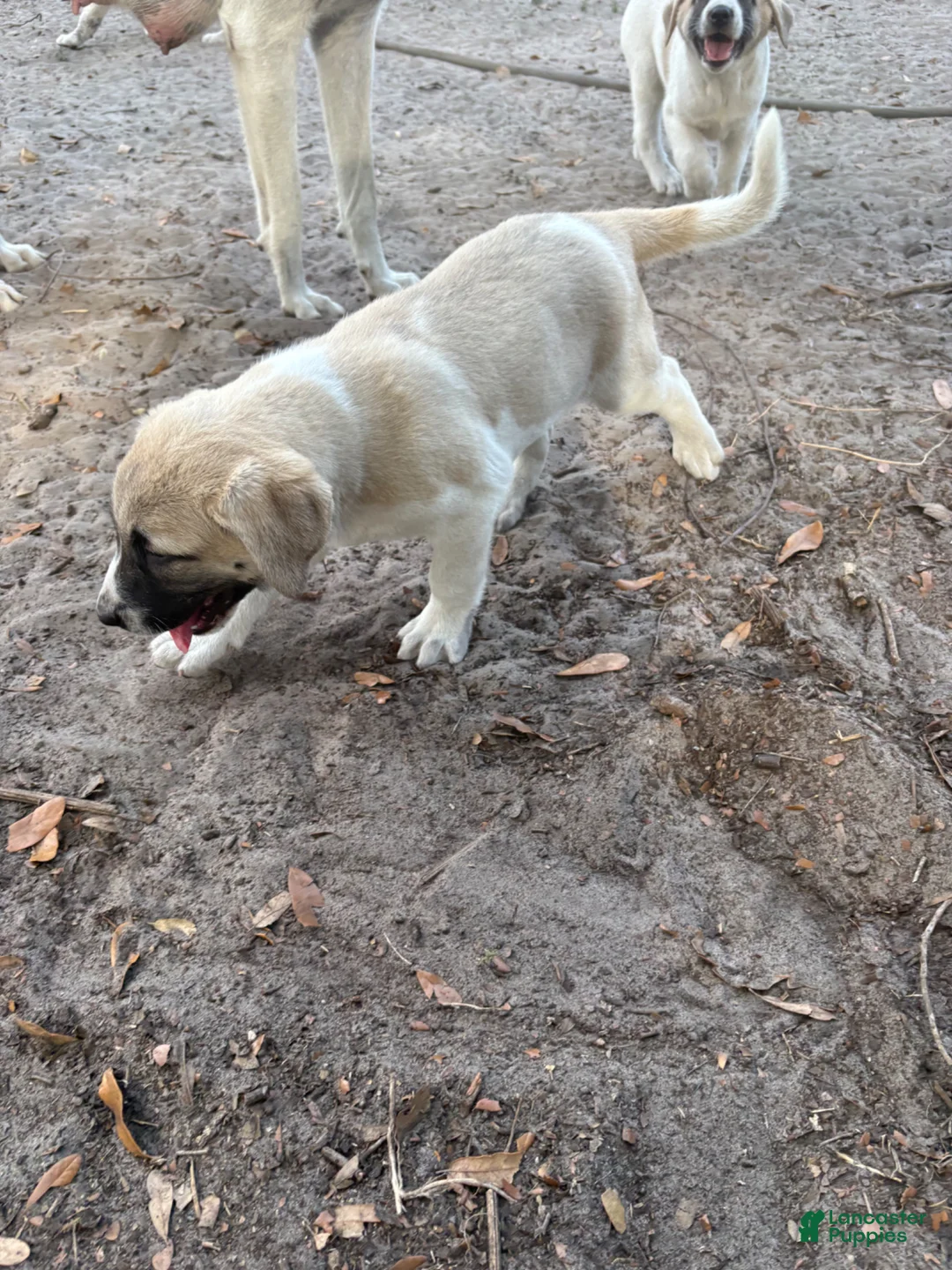 Anatolian Shepherd dogs for sale: Anatolian Shepherd Puppy 4 - Ad 1