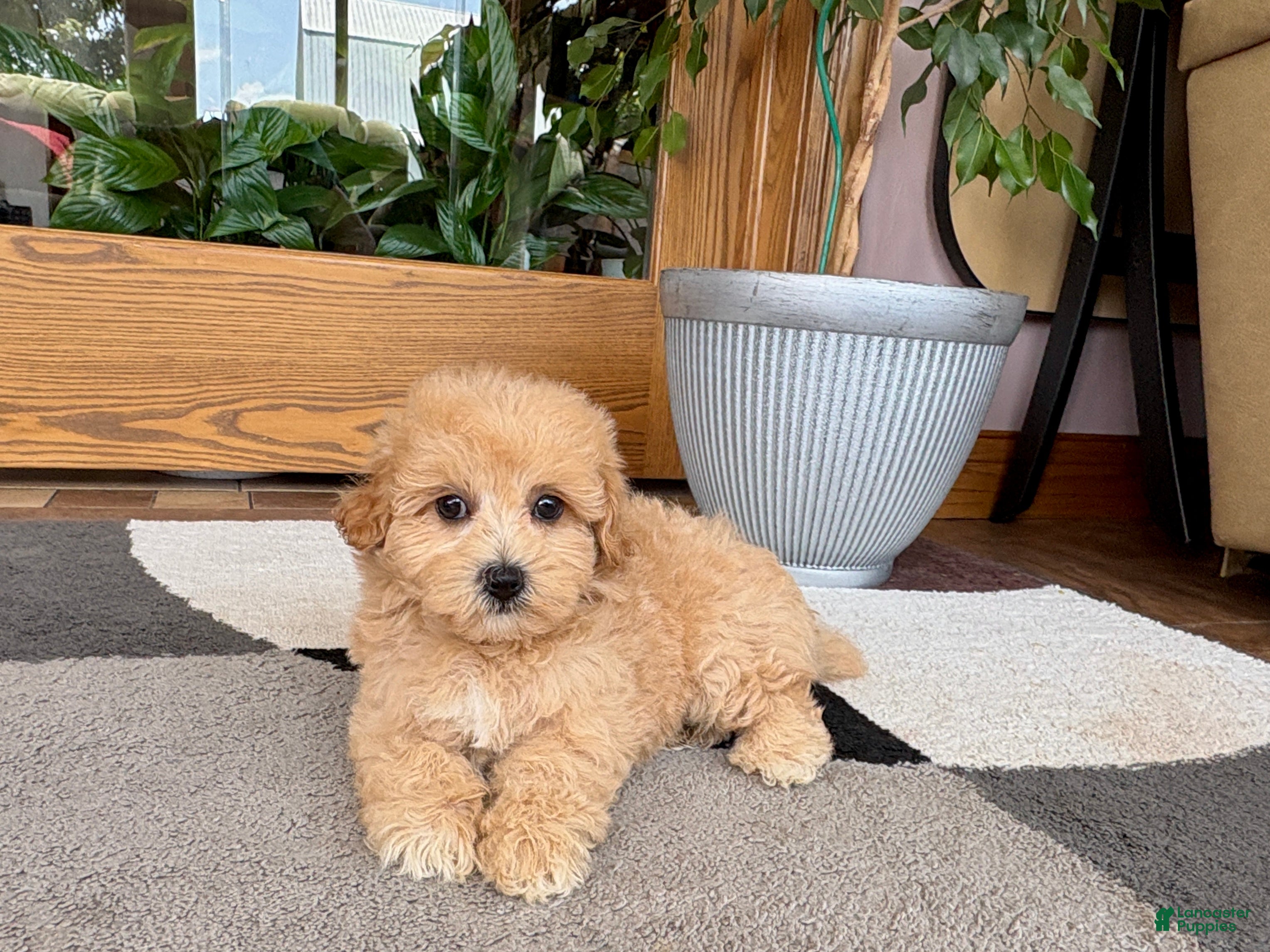 Maltipoo dogs Jordan - Ad 2