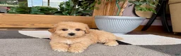 Maltipoo dogs for sale: Jordan - Ad 2