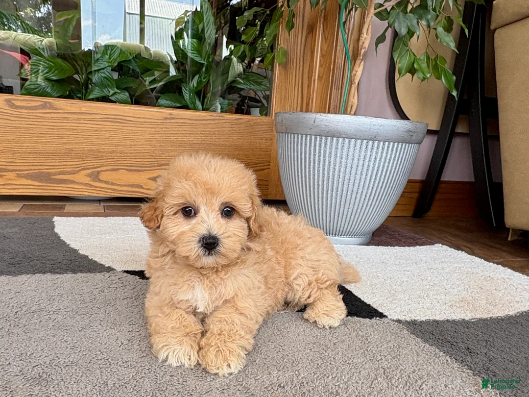 Maltipoo dogs for sale: Jordan - Ad 2