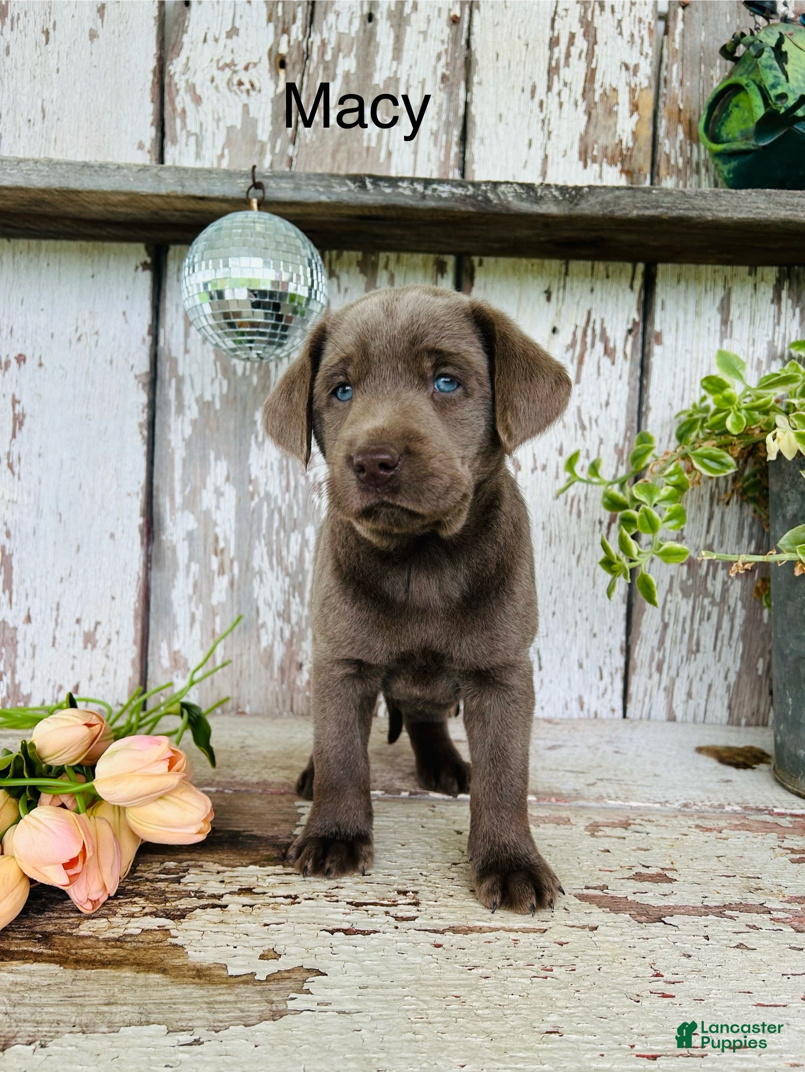 Labrador Retriever dogs for sale: Macy - Ad 4