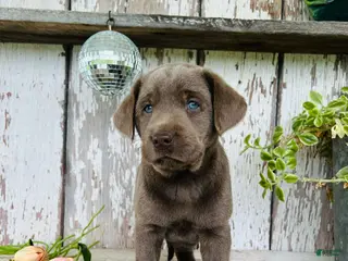 Labrador Retriever dogs for sale: Macy - Ad 4