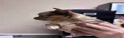 Chihuahua dogs for sale: Bonita (Bonnie) - Ad 8