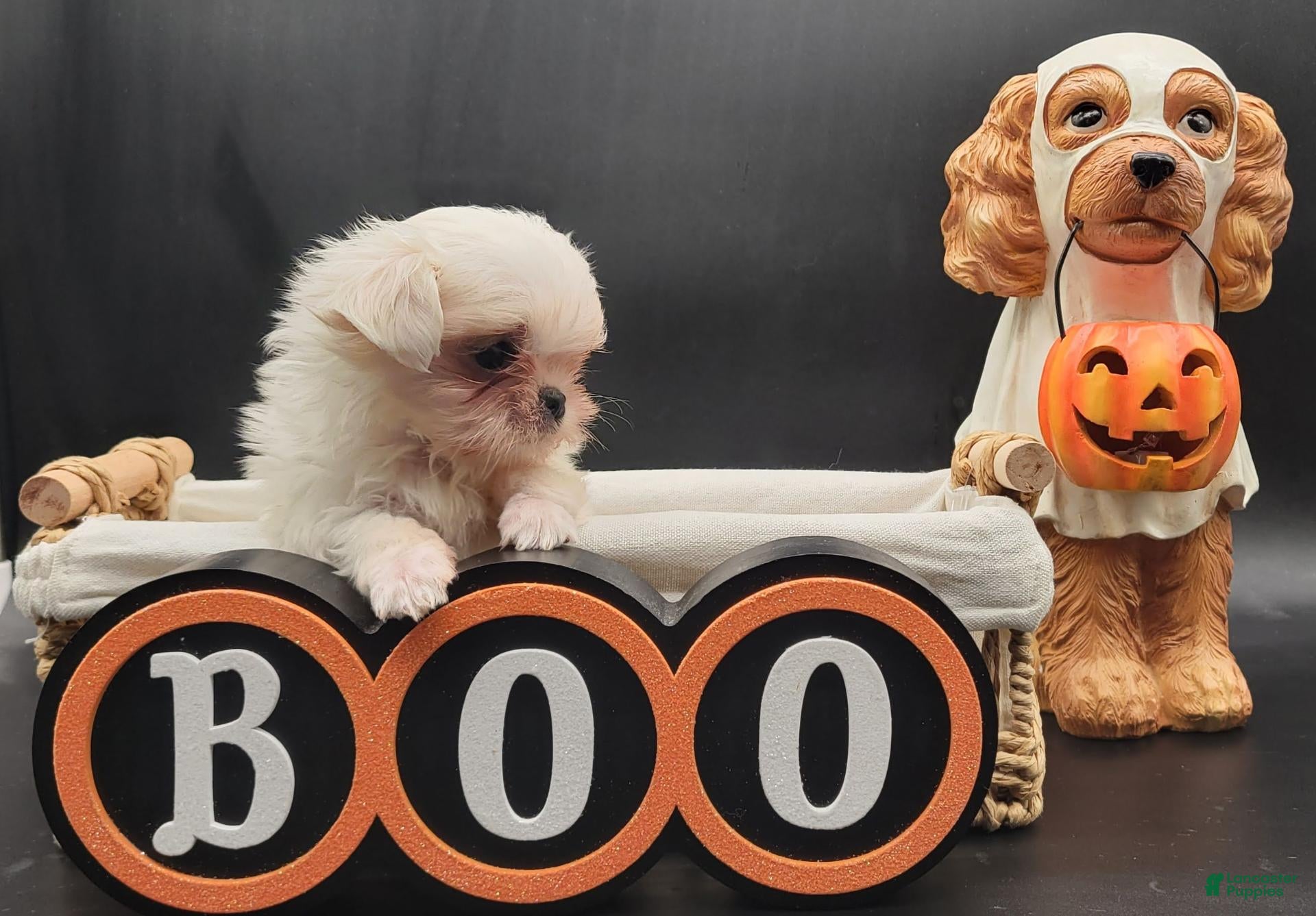 Maltese dogs Maltese 1 - Ad 2