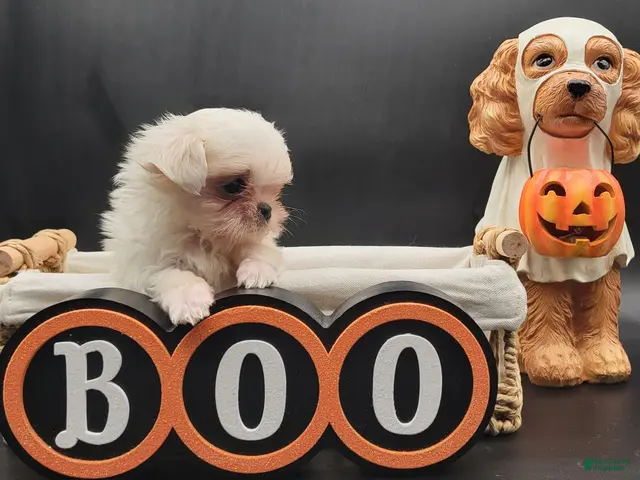 Maltese dogs for sale: Maltese 1 - Ad 2