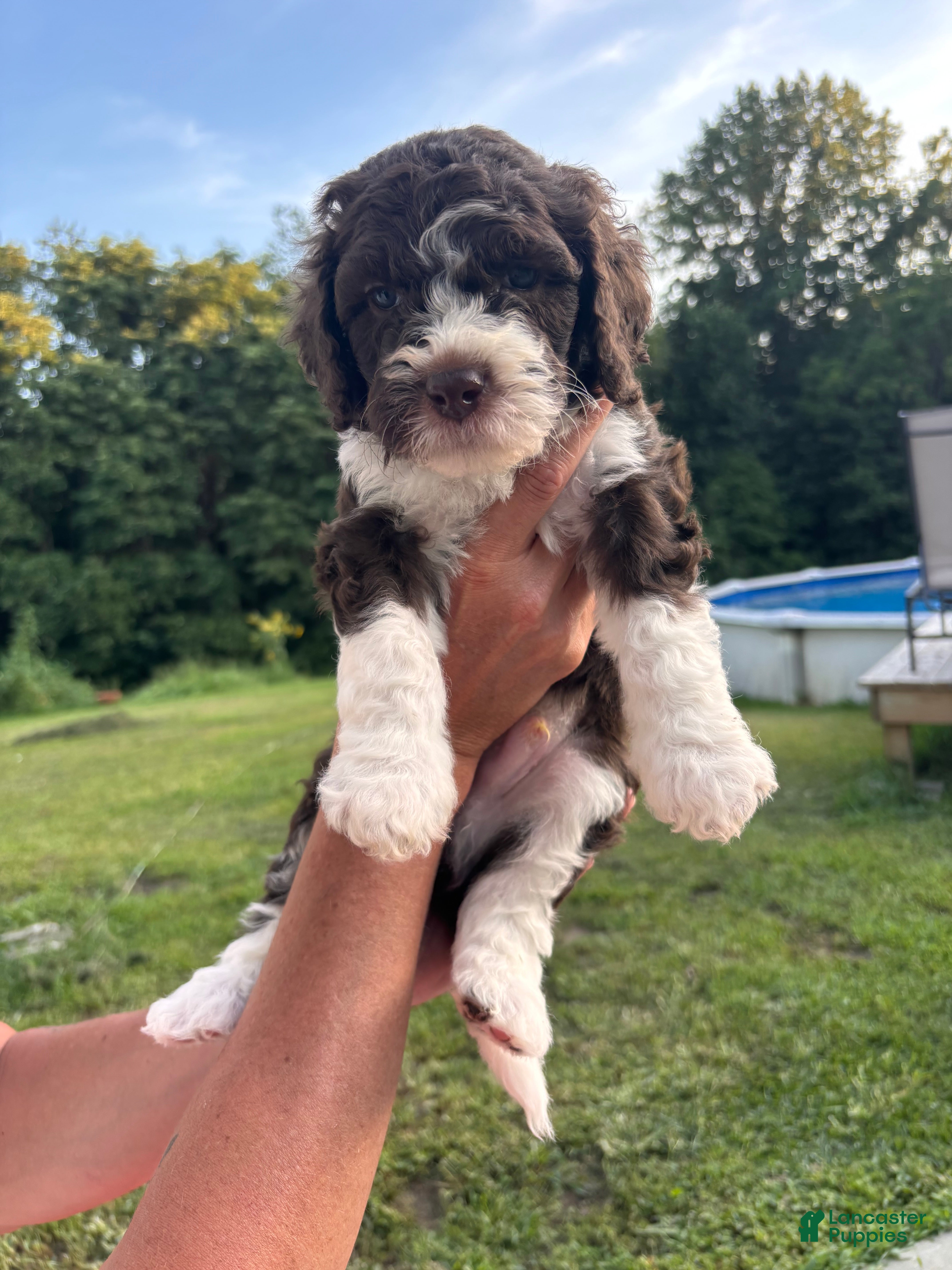 Bernedoodle dogs Chip - Ad 33