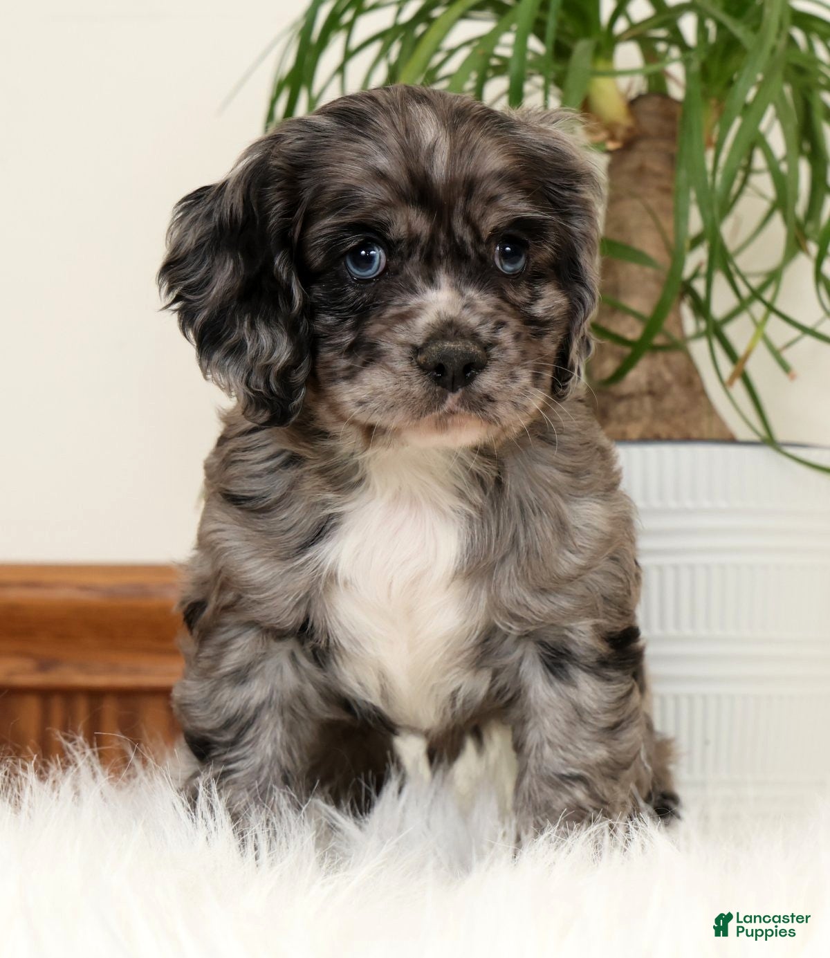 Cocker Spaniel dogs Stormy - Ad 2