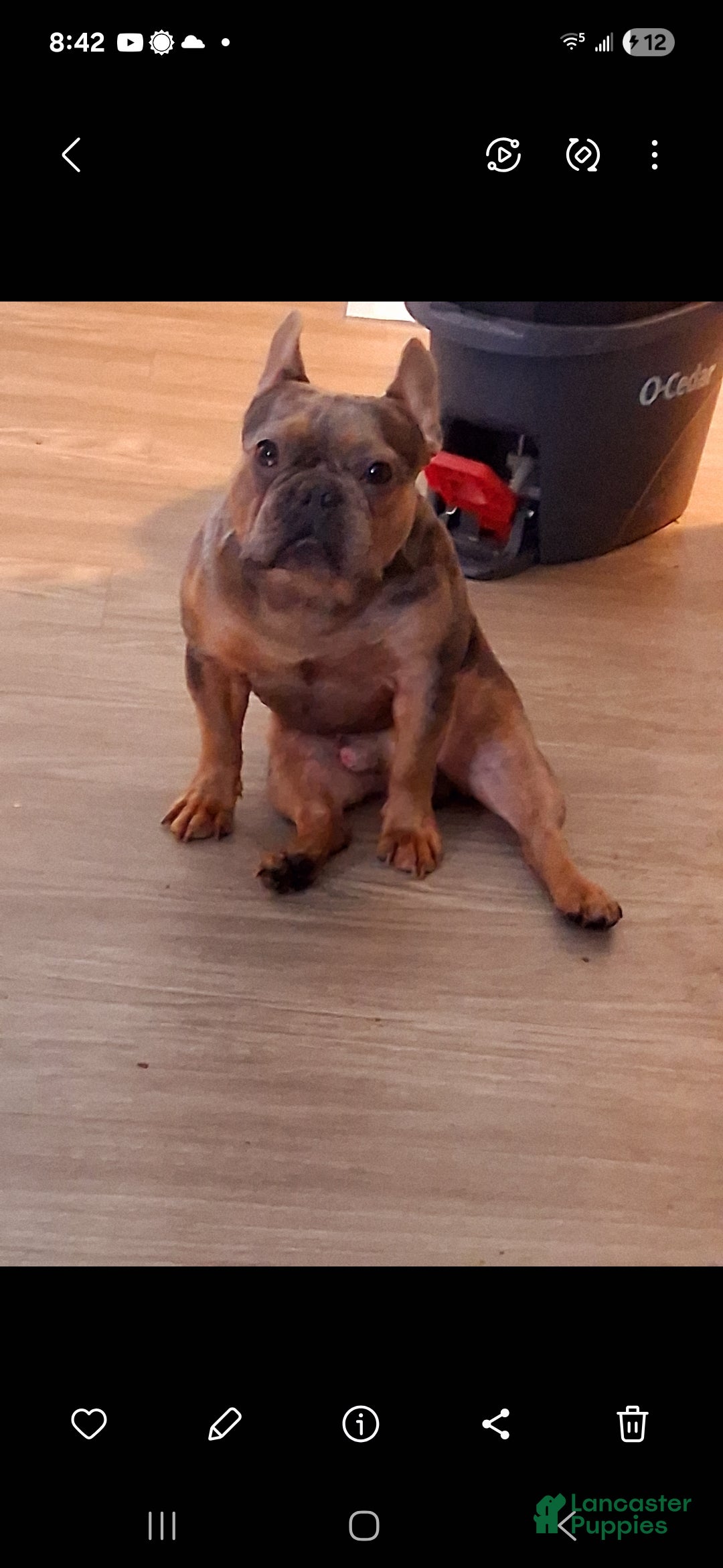 French Bulldog dogs for stud: Buddy for stud +ivf - Ad 6