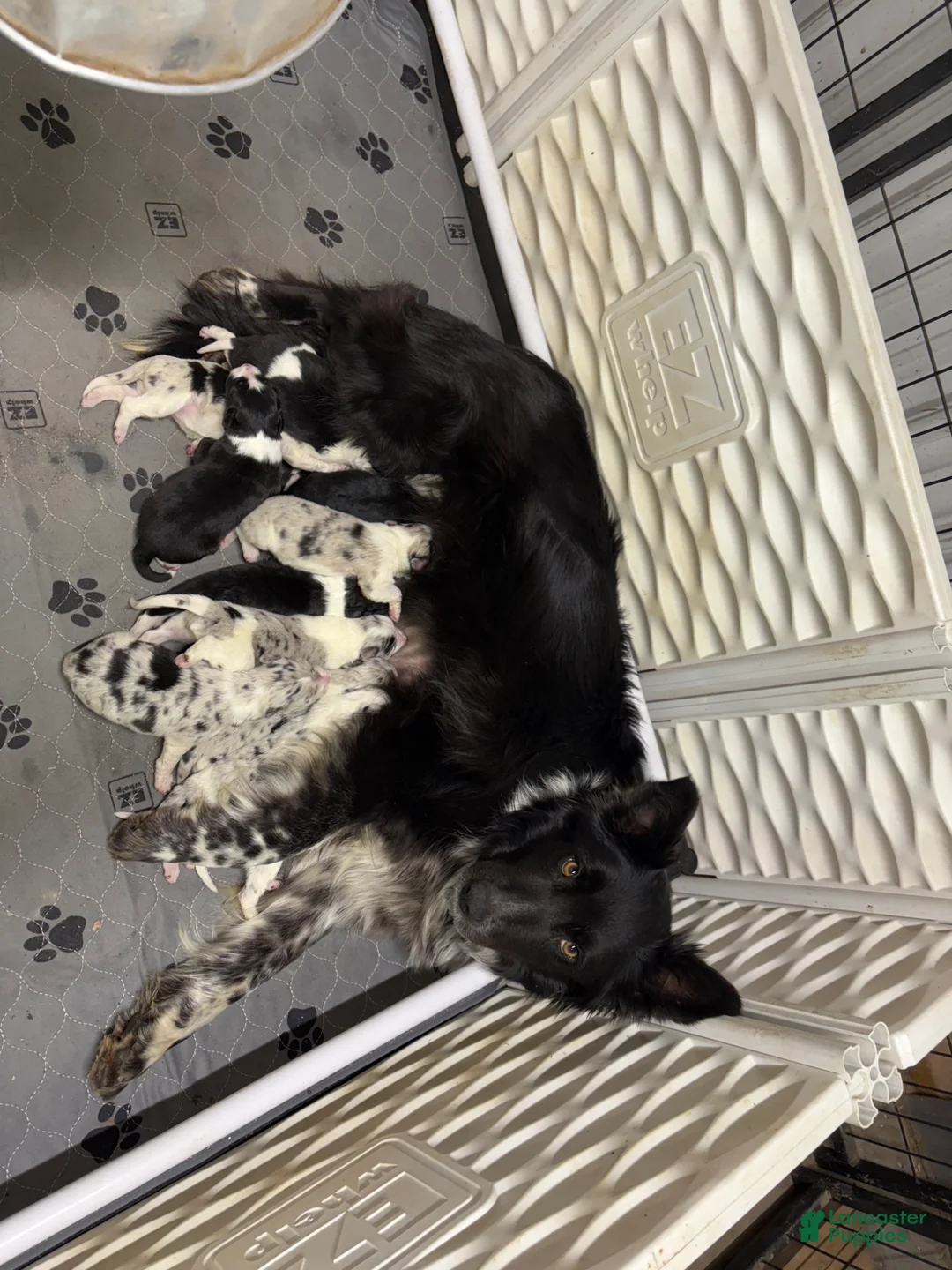 Border Collie dogs for sale: Grady - Ad 4