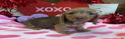 Miniature Dachshund dogs for sale: Dixie - Ad 2