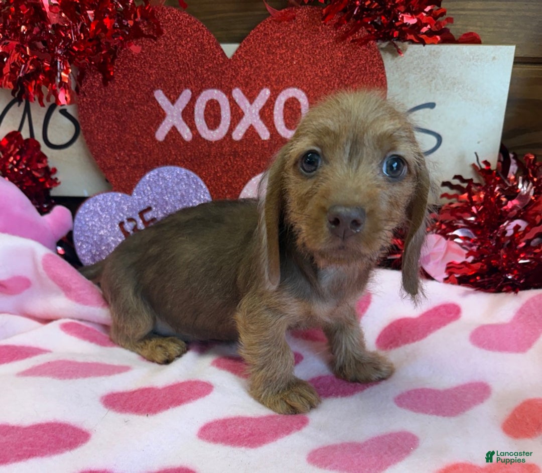 Miniature Dachshund dogs for sale: Dixie - Ad 2