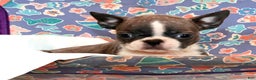 Boston Terrier dogs for sale: Hunter - Ad 5