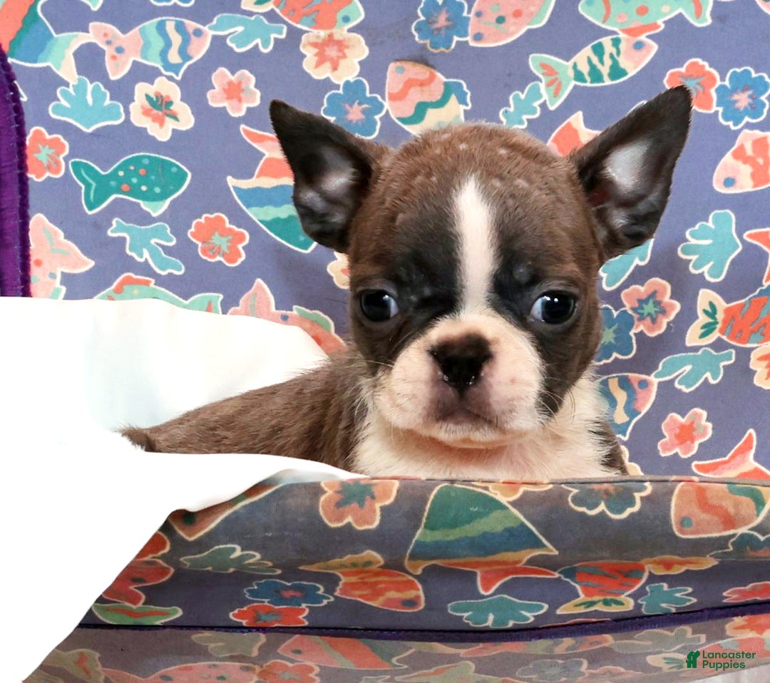 Boston Terrier dogs for sale: Hunter - Ad 5