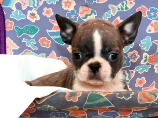 Boston Terrier dogs Hunter - Ad 1