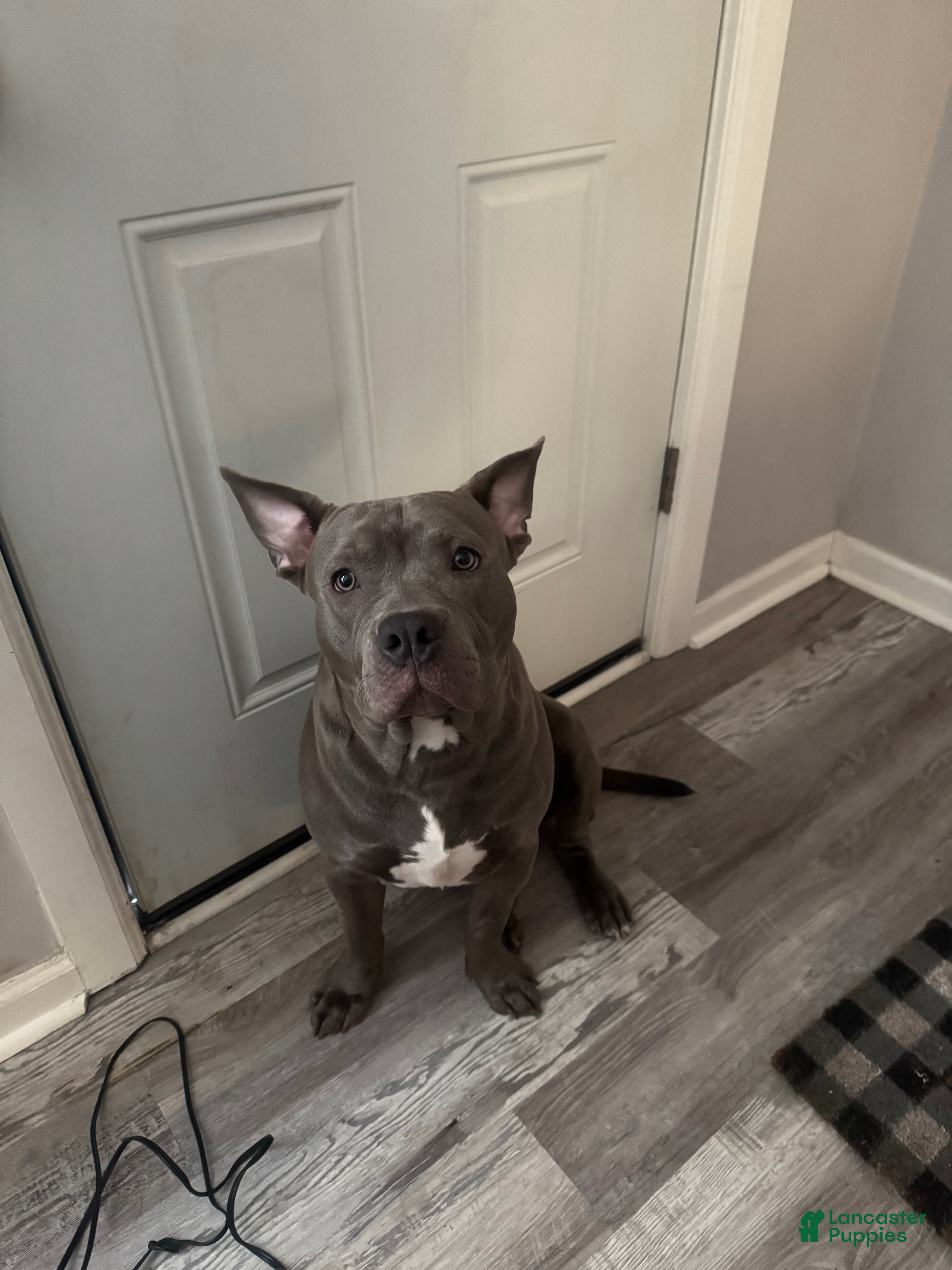 Mixed Breed dogs Bruno - Ad 14