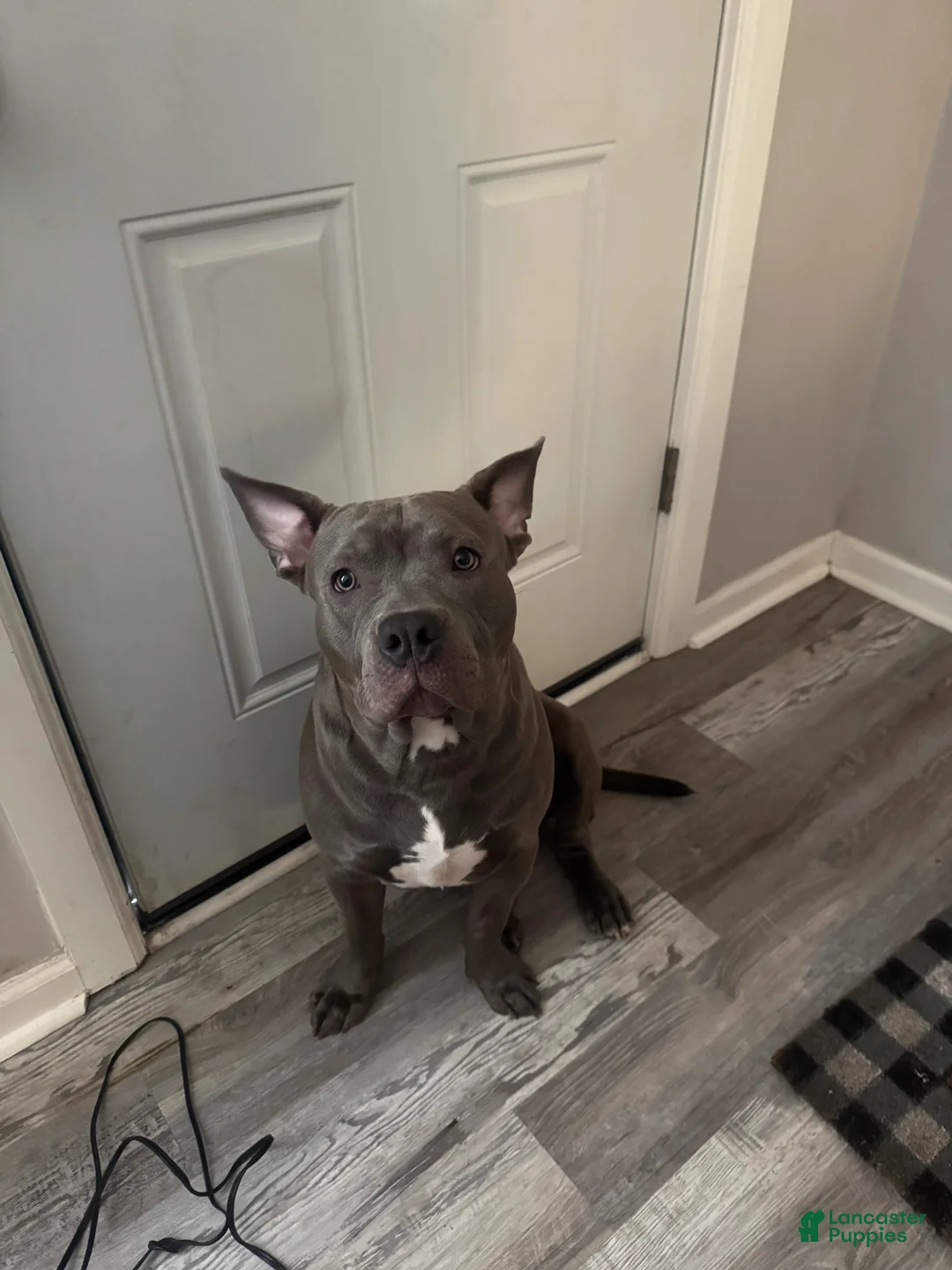 Mixed Breed dogs for sale: Bruno - Ad 1