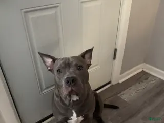 Mixed Breed dogs Bruno - Ad 14