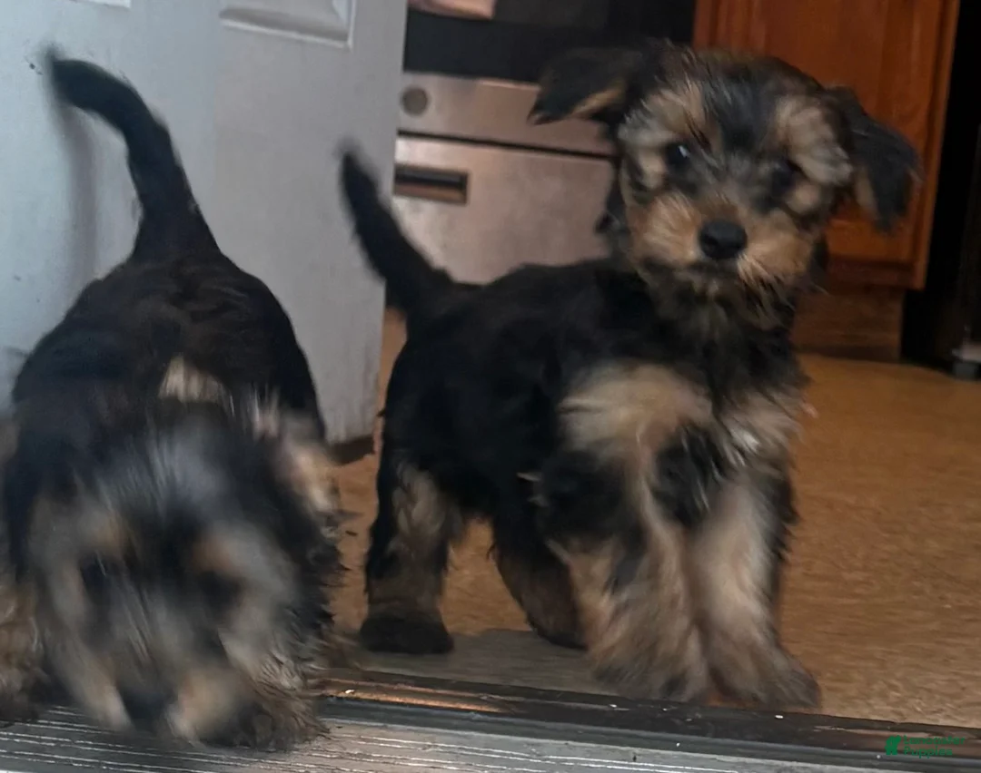 Yorkshire Terrier dogs for sale: Yorkshire Terrier 1 - Ad 1