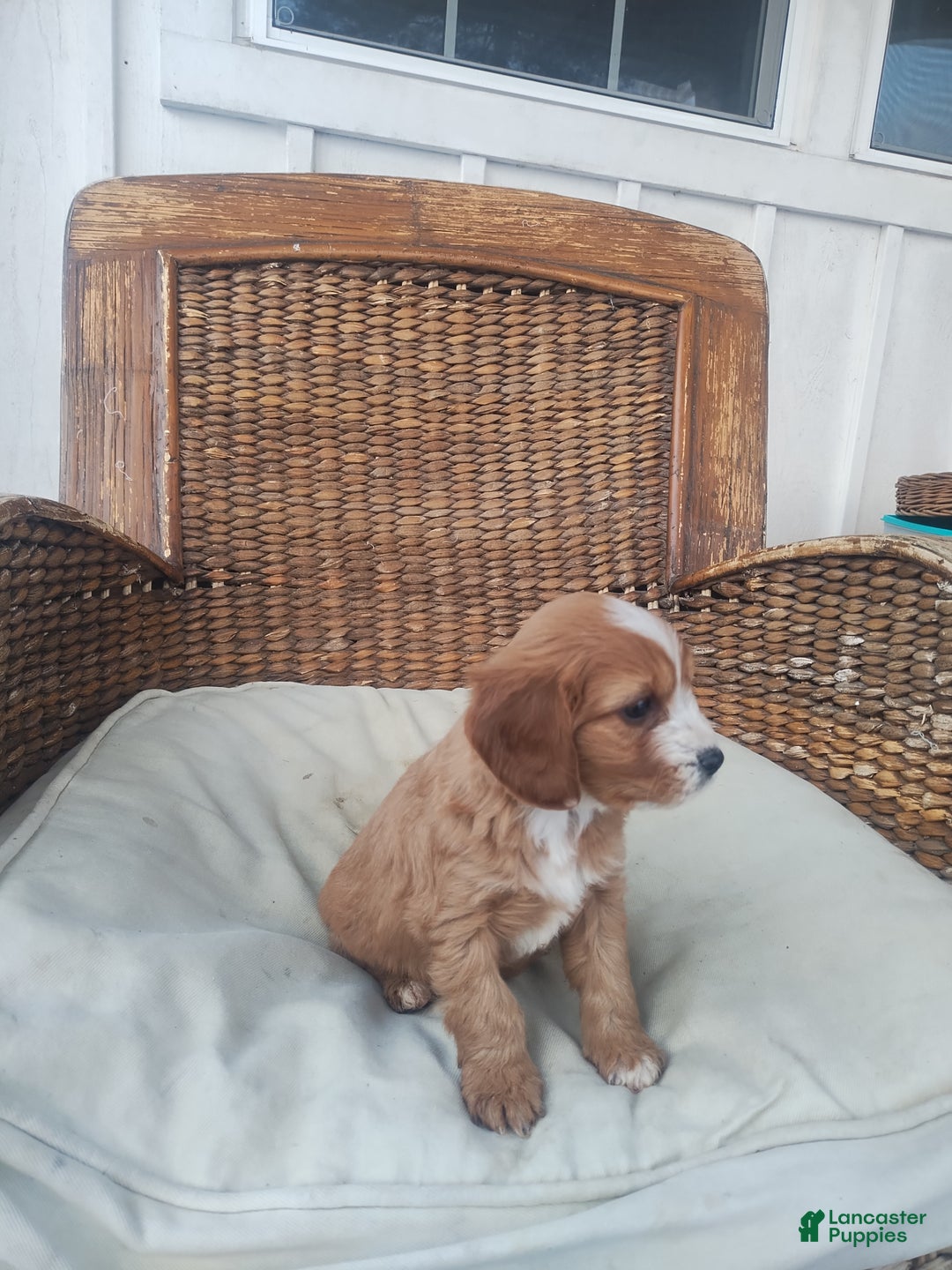 Cavapoo dogs for sale: Arthur  - Ad 4
