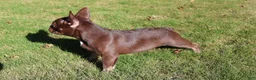 French Bulldog dogs for sale: Lil Major  - Ad 3