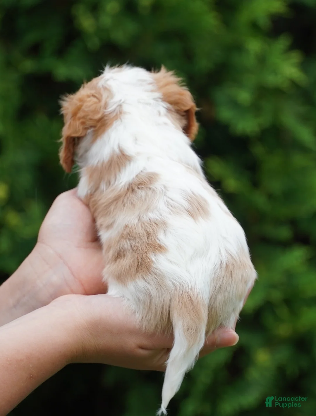 Cavachon dogs for sale: Shady - Ad 3