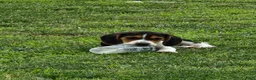 Beagle dogs for sale: Pinkie - Ad 6